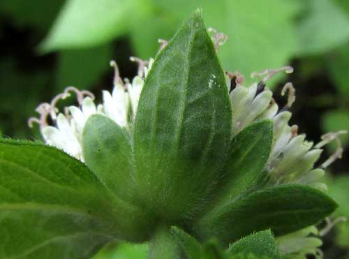 Silkleaf, LAGASCEA MOLLIS, involucre