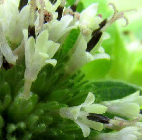 Silkleaf, LAGASCEA MOLLIS, flower close-up
