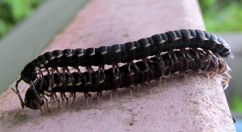 Greenhouse Millipede, OXIDUS GRACILIS, one atop another