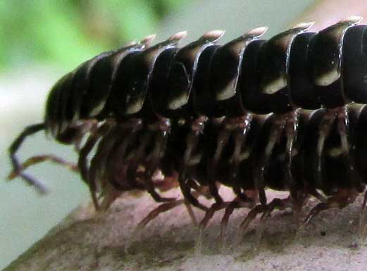 Greenhouse Millipede, OXIDUS GRACILIS, courtship position