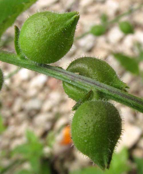 Cat's-tongue, PRIVA LAPPULACEA, expanded calyxes