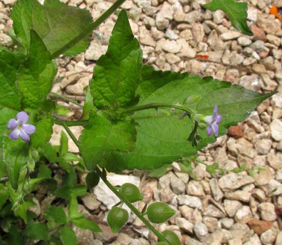 Cat's-tongue, PRIVA LAPPULACEA, leaf and flowers