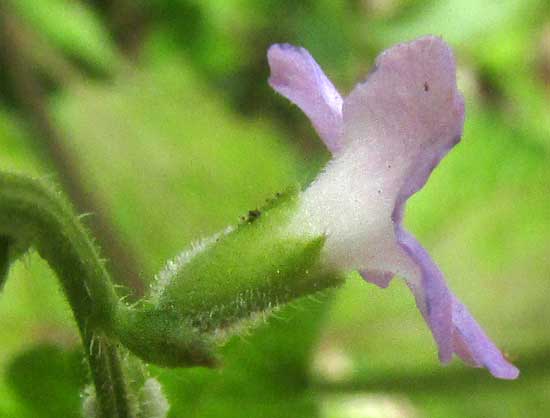 Cat's-tongue, PRIVA LAPPULACEA, flower side view