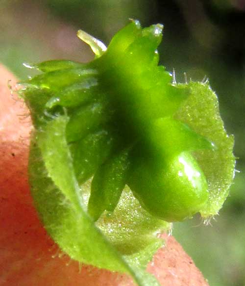 Cat's-tongue, PRIVA LAPPULACEA, immature fruit inside bladder