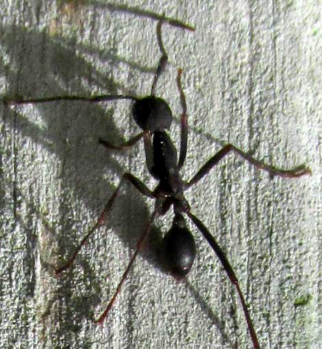 cf NEIVAMYRMEX CORNUTUS, worker from aboe