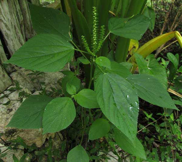 Cuban Copperleaf, ACALYPHA SETOSA