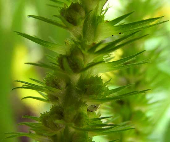 Cuban Copperleaf, ACALYPHA SETOSA, female flowers