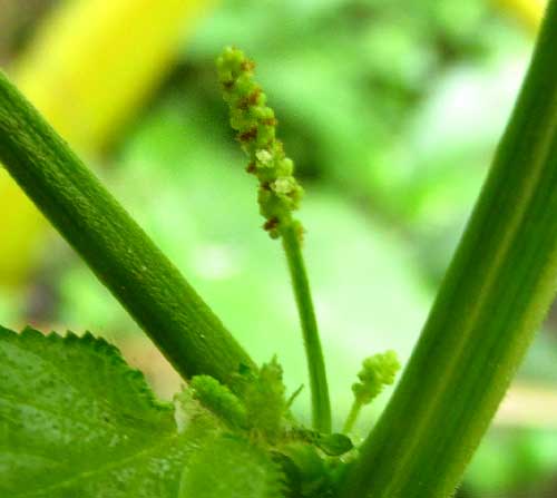 Cuban Copperleaf, ACALYPHA SETOSA, male spike