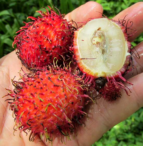 Rambutan, NEPHELIUM LAPPACEUM, fruits