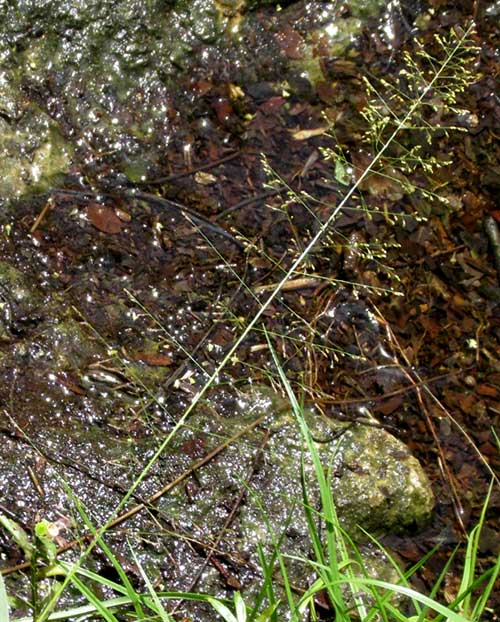 SPOROBOLUS BUCKLEYI, inflorescence