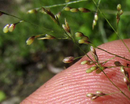 SPOROBOLUS BUCKLEYI, spikelets