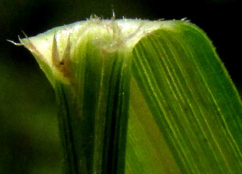 SPOROBOLUS BUCKLEYI, ligule