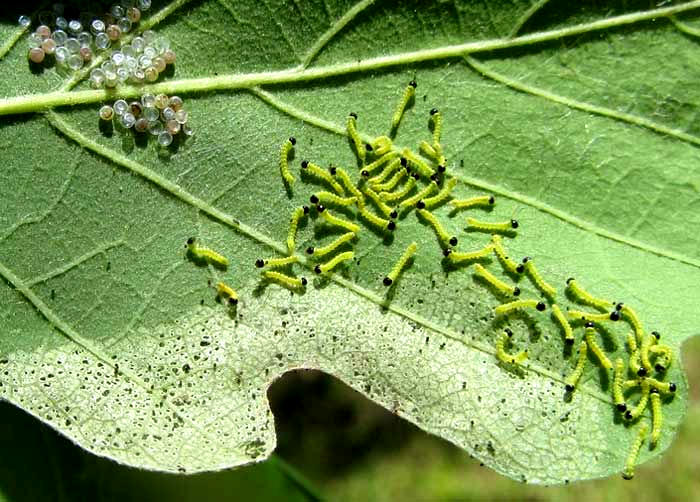 eggs and newly hatched larvae of Red-humped Oakworm Moth, Symmerista canicosta