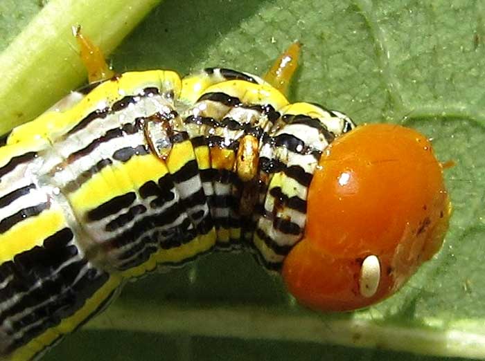 larva of Red-humped Oakworm Moth, Symmerista canicosta
