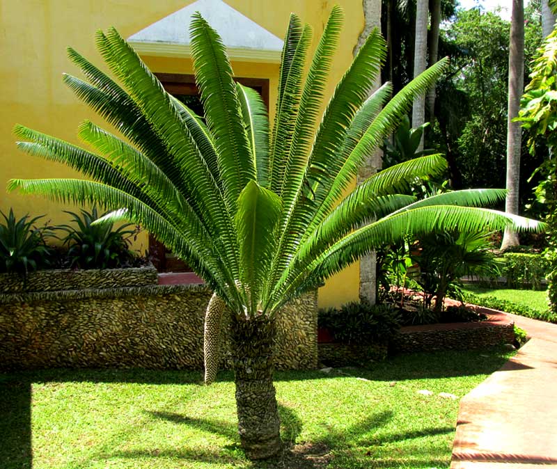 DIOON SPINULOSA with male cone