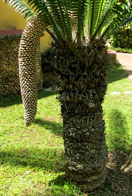 DIOON SPINULOSA with male cone