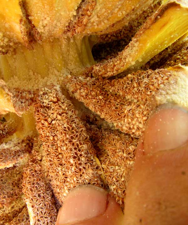 DIOON SPINULOSA, pollen producing anthers of male cone