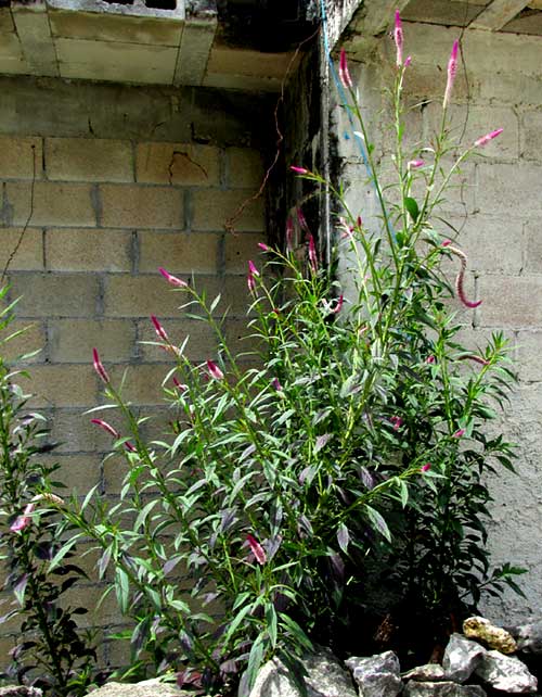 Spiked Cockscomb, CELOSIA ARGENTEA var. CRITSATA