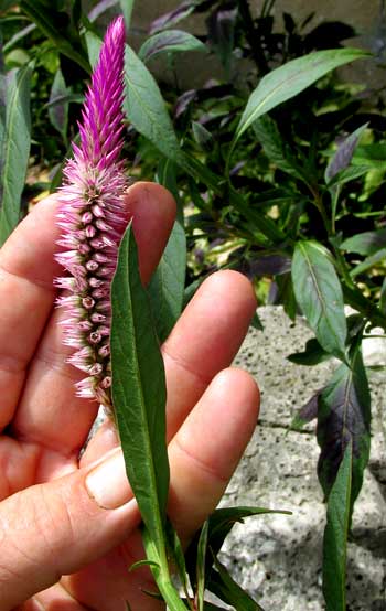 Spiked Cockscomb, CELOSIA ARGENTEA var. CRITSATA, flowering head