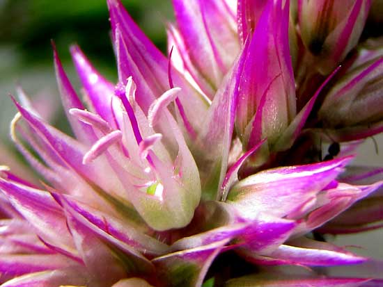 Spiked Cockscomb, CELOSIA ARGENTEA var. CRITSATA, flowers and scales