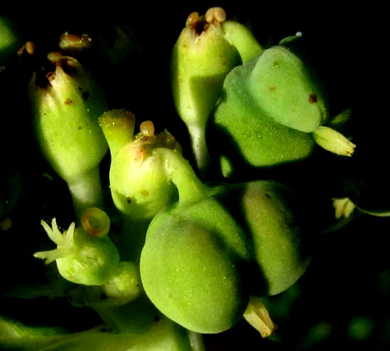 EUPHORBIA HETEROPHYLLA, narrow-leafed form flowers