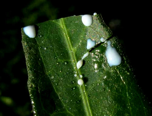 EUPHORBIA HETEROPHYLLA, narrow-leafed form, white latex