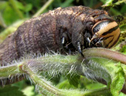 Sweetpotato Hornworm, AGRIUS CINGULATA, head