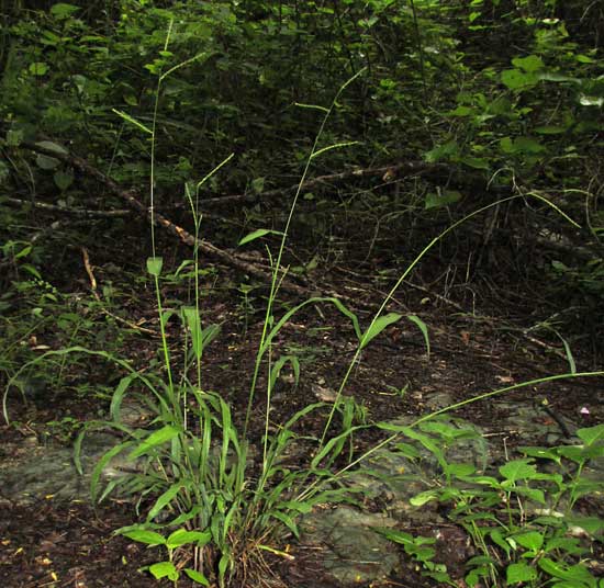 Blue Crowngrass, PASPALUM CAESPITOSUM