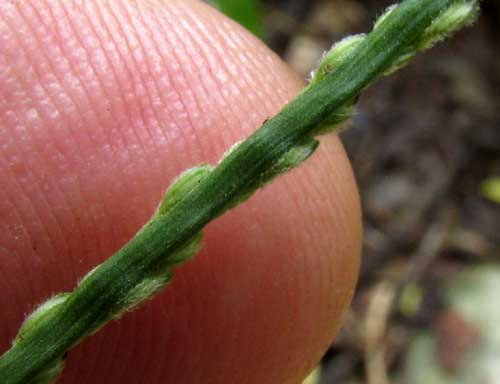 Blue Crowngrass, PASPALUM CAESPITOSUM, spikelets with wing