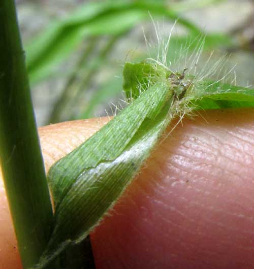 Blue Crowngrass, PASPALUM CAESPITOSUM, ligule