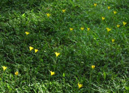 Citron Rain-lily, ZEPHYRANTHES CITRINA, habitat