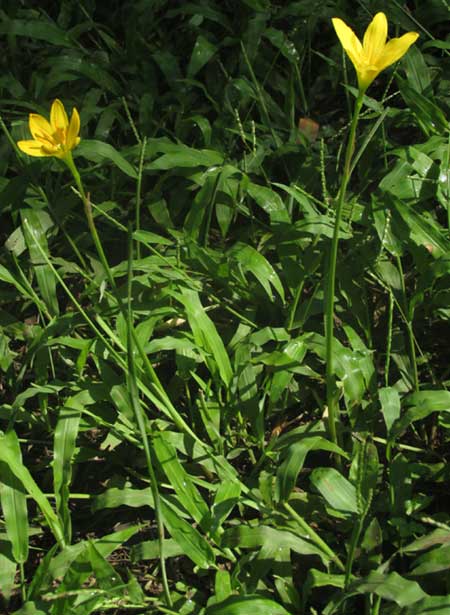 Citron Rain-lily, ZEPHYRANTHES CITRINA, habitat