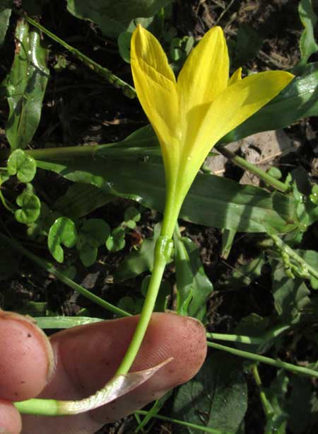 Citron Rain-lily, ZEPHYRANTHES CITRINA, flower side view