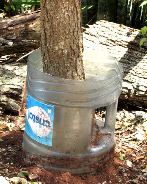 leafcutter ant guard around tree