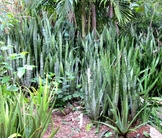 Mother-in-law Tongue, SANSEVIERIA THYRSIFLORA, invasive