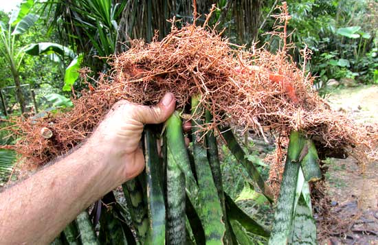 Mother-in-law Tongue, SANSEVIERIA THYRSIFLORA, rhizomes and roots