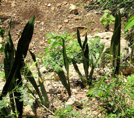 Mother-in-law Tongue, SANSEVIERIA THYRSIFLORA, planted for fence