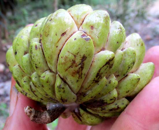 Sweetsop, ANNONA SQUAMOSA, fruit