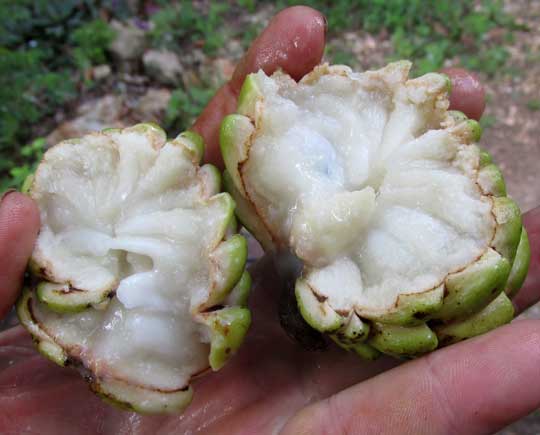 Sweetsop, ANNONA SQUAMOSA, fruit opened