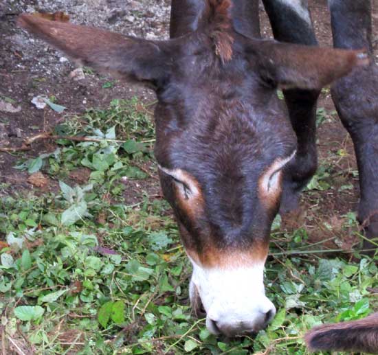 burro mouth, lips, nostrils