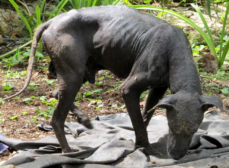 XOLOITZCUINTLE, MEXICAN HAIRLESS DOG