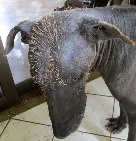 XOLOITZCUINTLE, MEXICAN HAIRLESS DOG, head