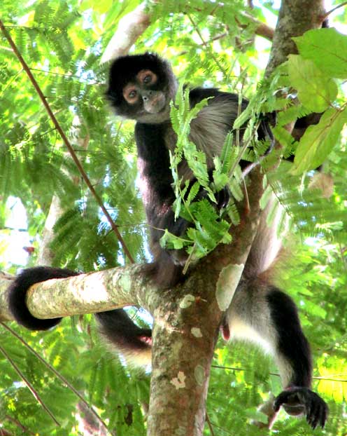Geoffroy's Spider Monkey, ATELES GEOFFROYI, in tree