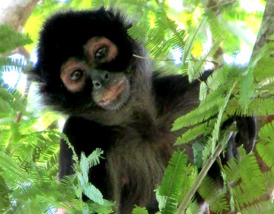 Geoffroy's Spider Monkey, ATELES GEOFFROYI, face