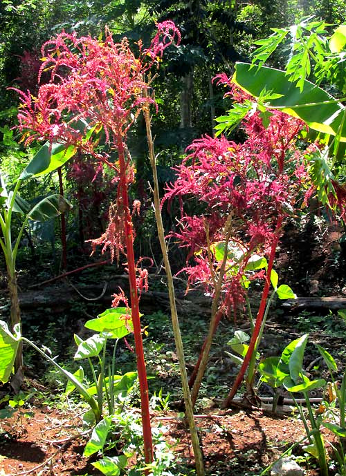 Red Amaranth, AMARANTHUS CRUENTUS