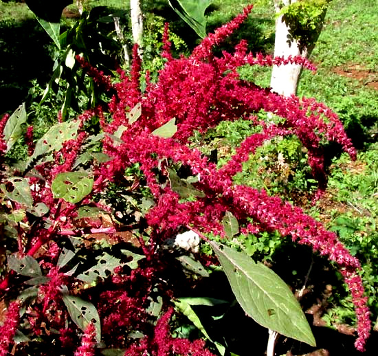 Red Amaranth, AMARANTHUS CRUENTUS, flowering head