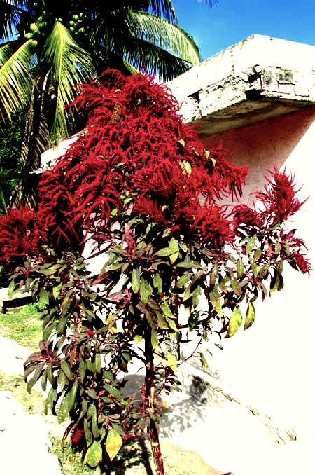 Red Amaranth, AMARANTHUS CRUENTUS