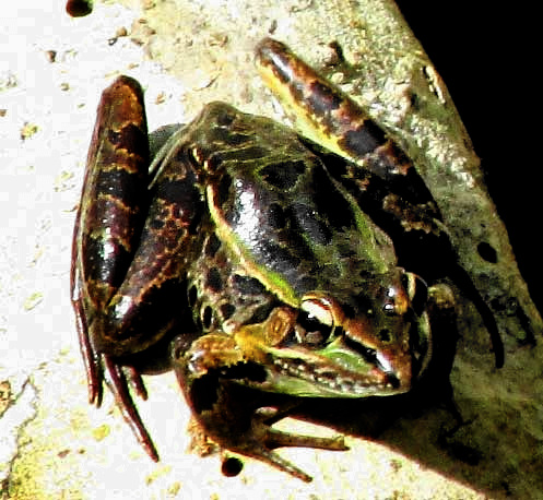 Lithobates berlandieri, Leopard Frog, in the Yucatan