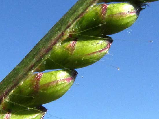 Insurgente Grass, BRACHIARIA BRIZANTHA, spikelets side view