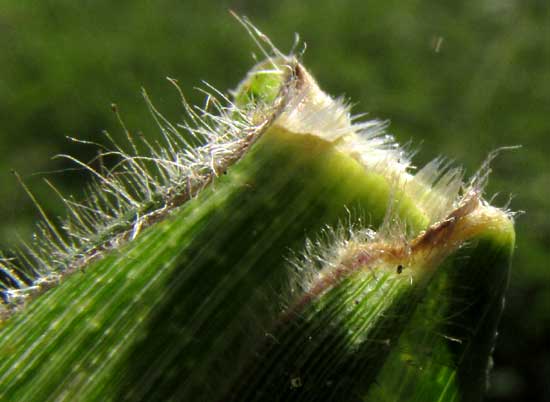 Insurgente Grass, BRACHIARIA BRIZANTHA, ligules